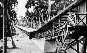 HROUGH A FOREST OF PALMS at Nauru a belt conveyer brings the phosphate from the drying plant to the storage bin