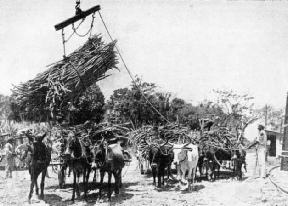 UNLOADING SUGAR CANES from ox-carts in Jamaica