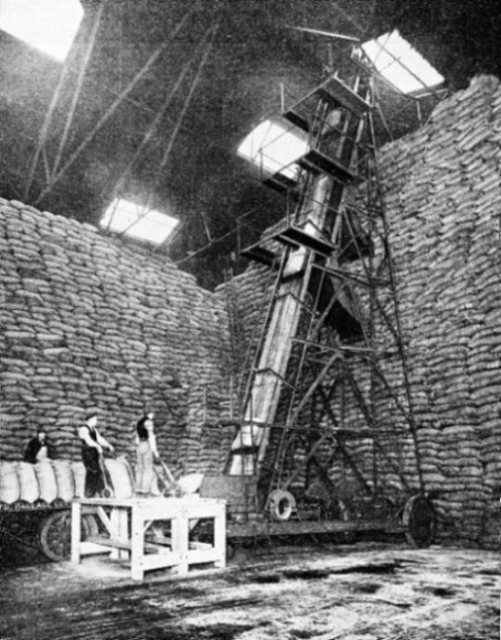 STACKING GRAIN IN THE WAREHOUSE is assisted by the use of mechanical! stackers